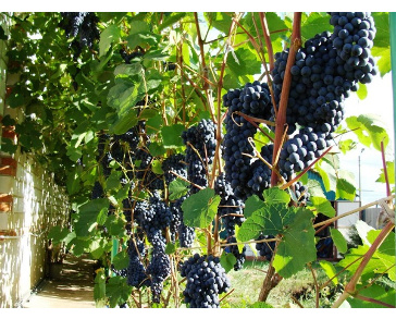 Виноград плодовый памяти Домбковской