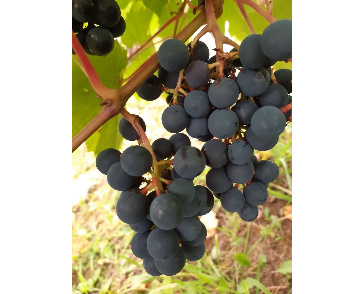 Виноград плодовый кушнаревский