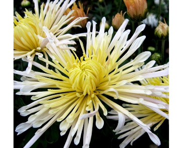 Хризантема корейская перлинка белая