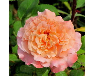 Роза чайно-гибридная августа луиза