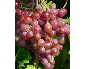 Виноград плодовый самохвалович