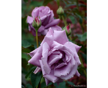 Роза чайно-гибридная голубой нил