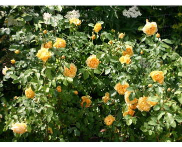 Роза английская грэхам томас