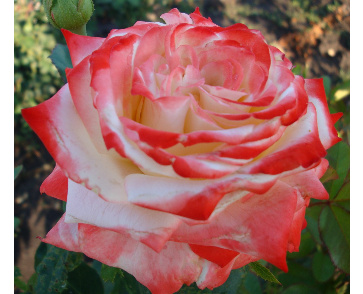 Роза чайно-гибридная императрица фарах