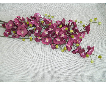 Фаленопсис фиолетовый мелкий 6-134а