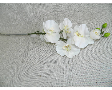 Фаленопсис белый с крупными цветами 6-084в