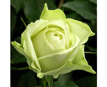 Роза чайно-гибридная киви