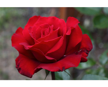 Роза чайногибридная королла