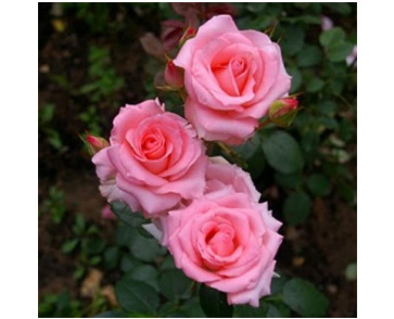 Роза чайно-гибридная пинк ноблесс