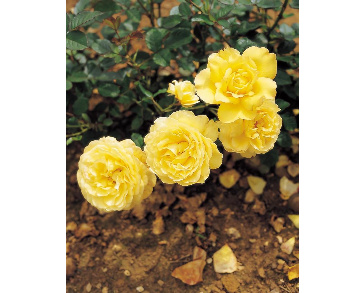 Роза миниатюрная голд мелландини