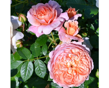 Роза флорибунда колетт
