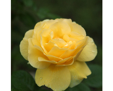 Роза чайно-гибридная микеланджело