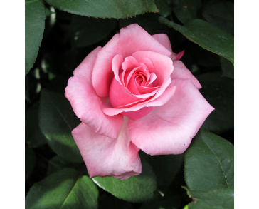 Роза чайно-гибридная карина