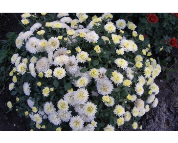 Хризантема корейская снежок