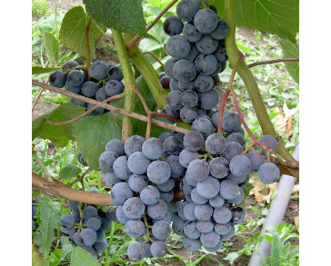 Виноград плодовый таежный