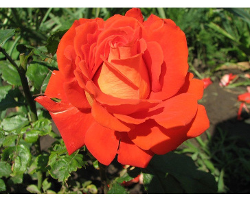 Роза чайно-гибридная верано