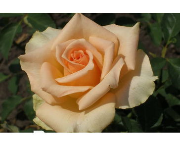 Роза чайно-гибридная версилия