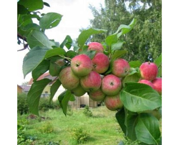 Яблоня московская грушовка